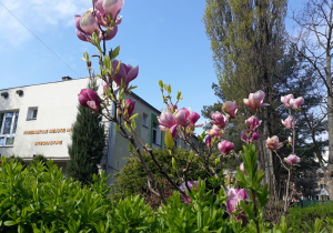 Kwitnąca magnolia na pierwszym planie i budynek przedszkola na drugim planie.